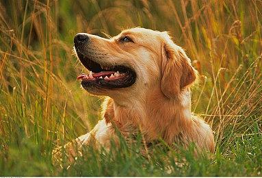 世纪华通否认代理暴雪游戏国服：传闻不属实